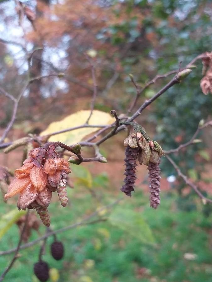 Ostrya japonica flower