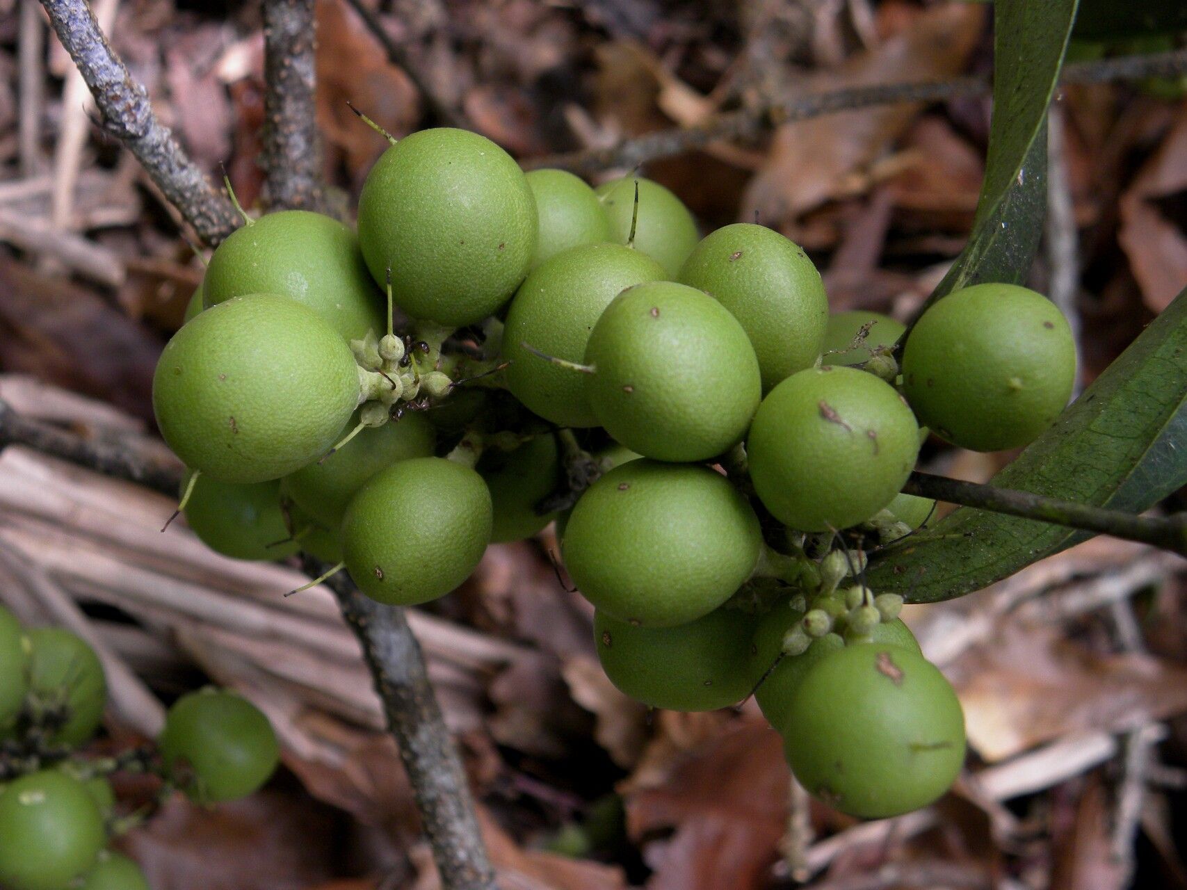 Strychnos panurensis fruit