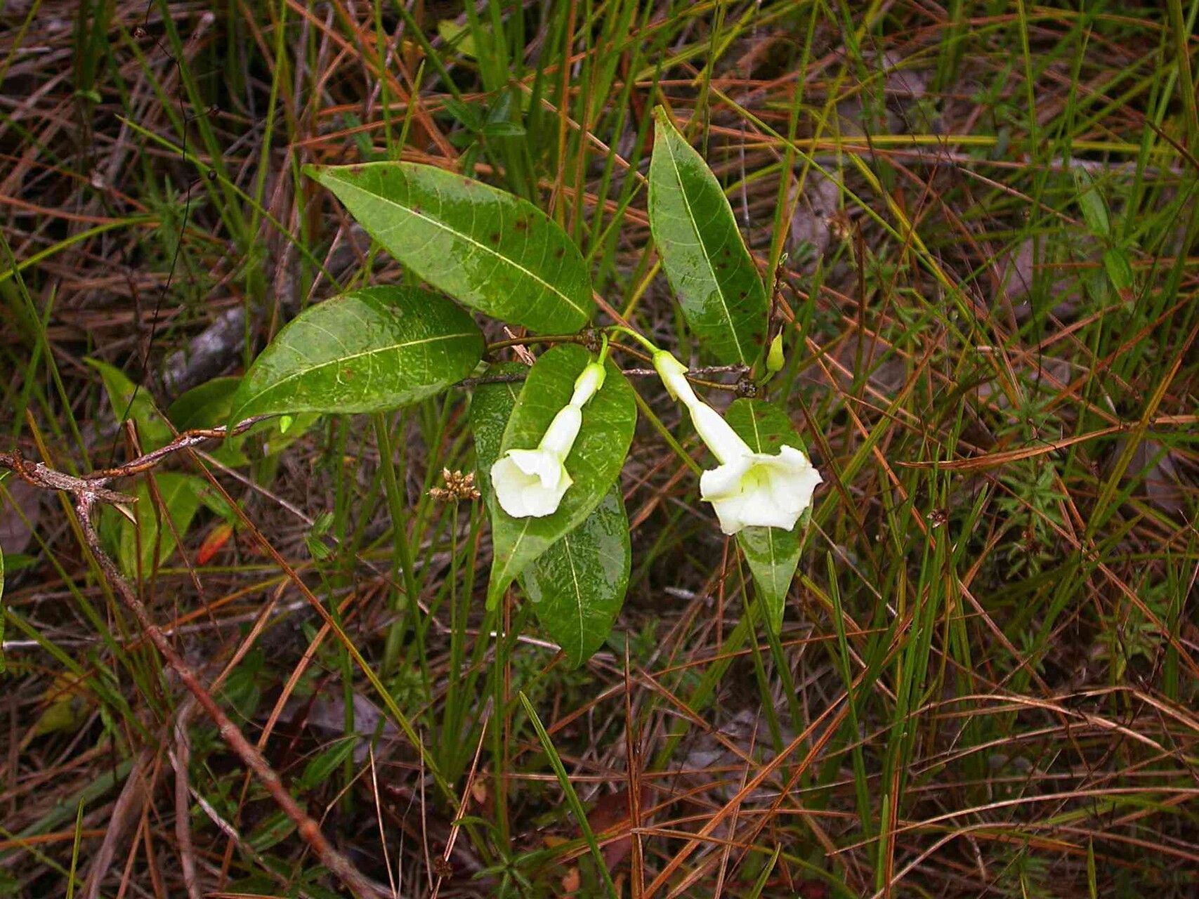 Odontadenia perrottetii — houseplant care guide