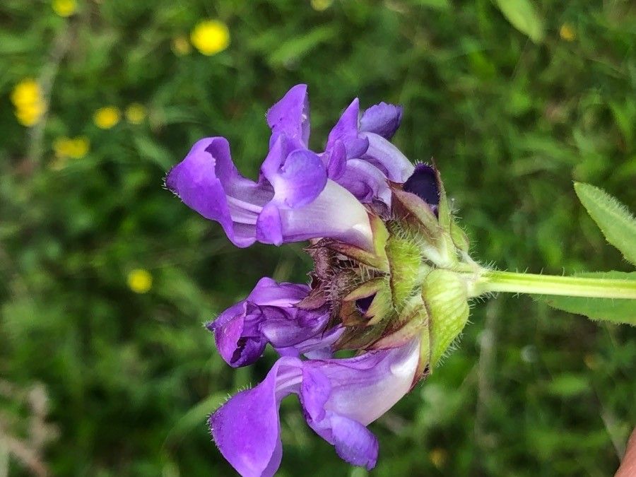 Prunella grandiflora flower