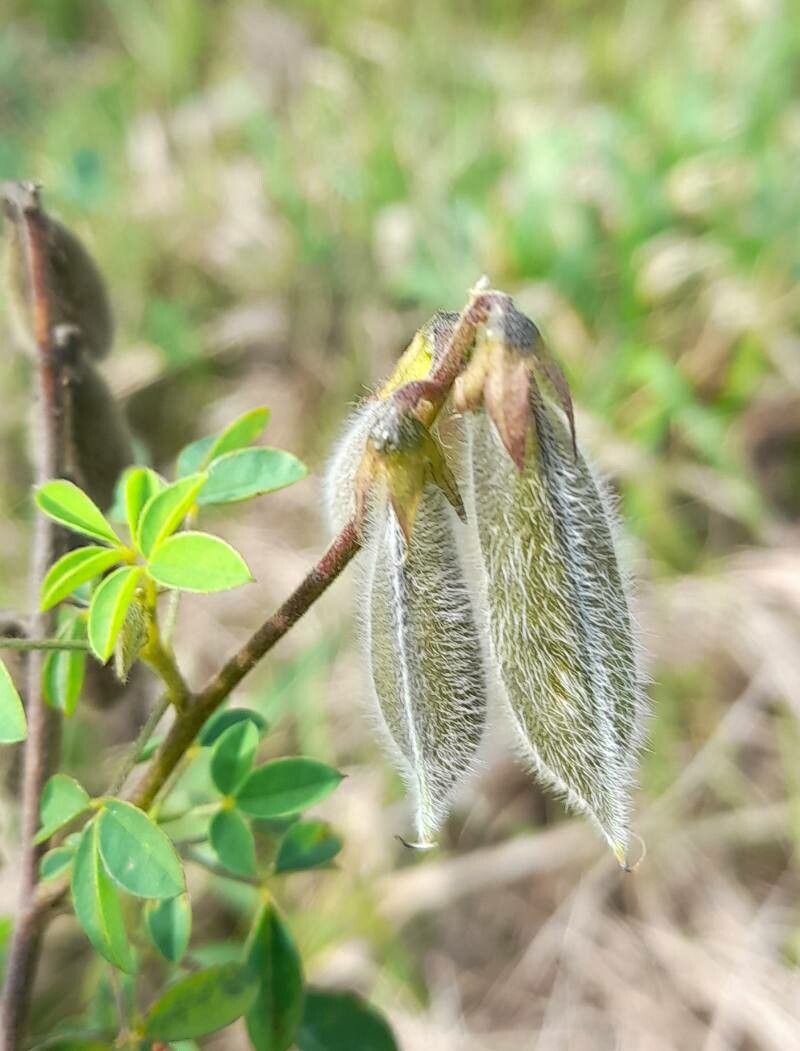 Crotalaria incana fruit