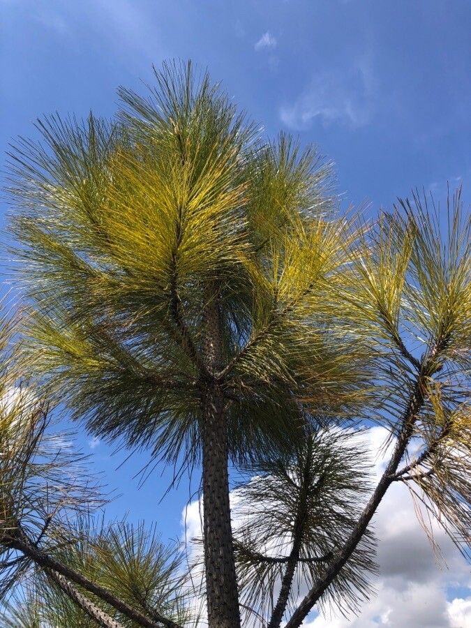 Pinus coulteri — search result for 'Pinus'