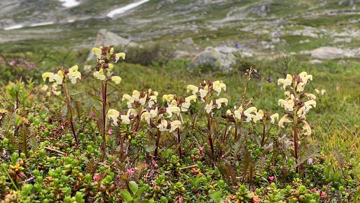 Pedicularis lapponica flower