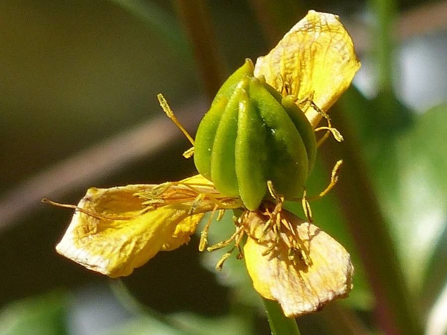 Hypericum coris flower