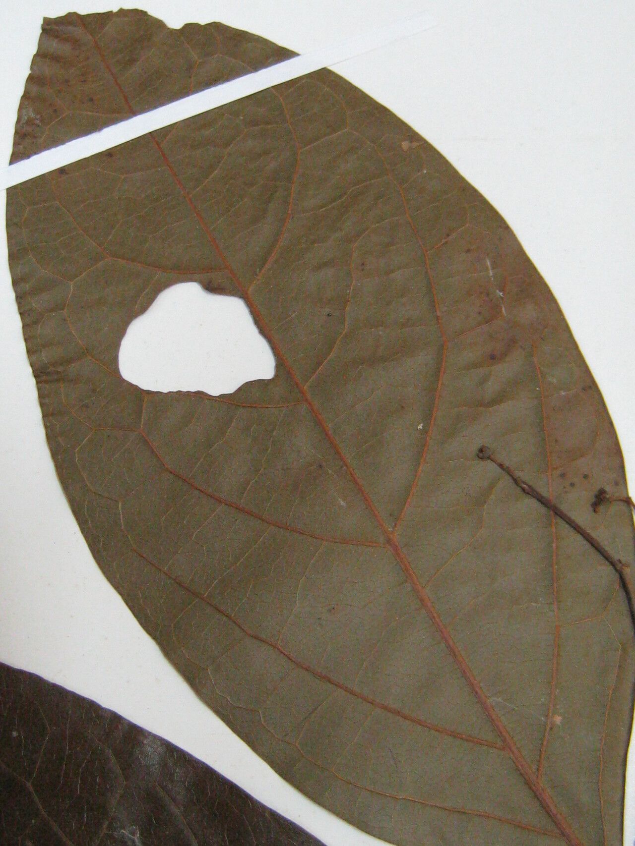 Damburneya purpurea other