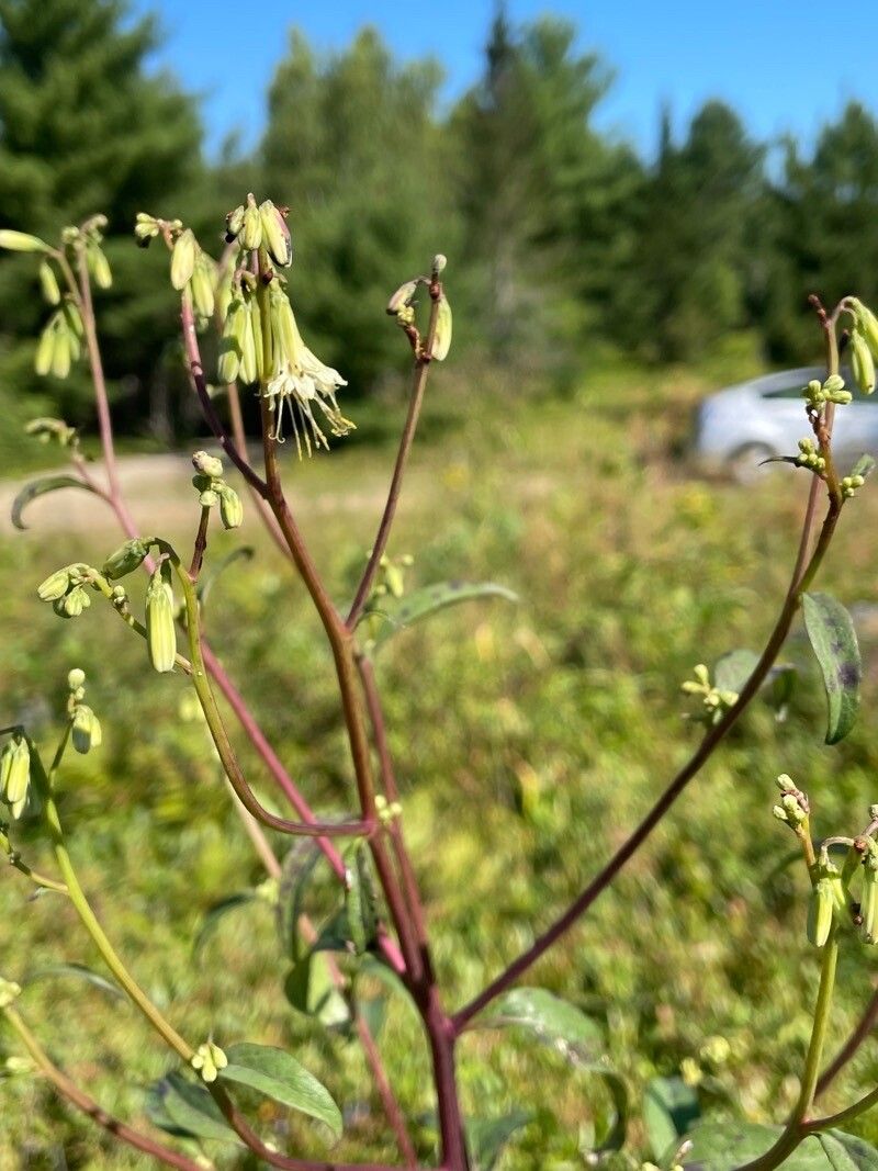 Nabalus serpentarius flower