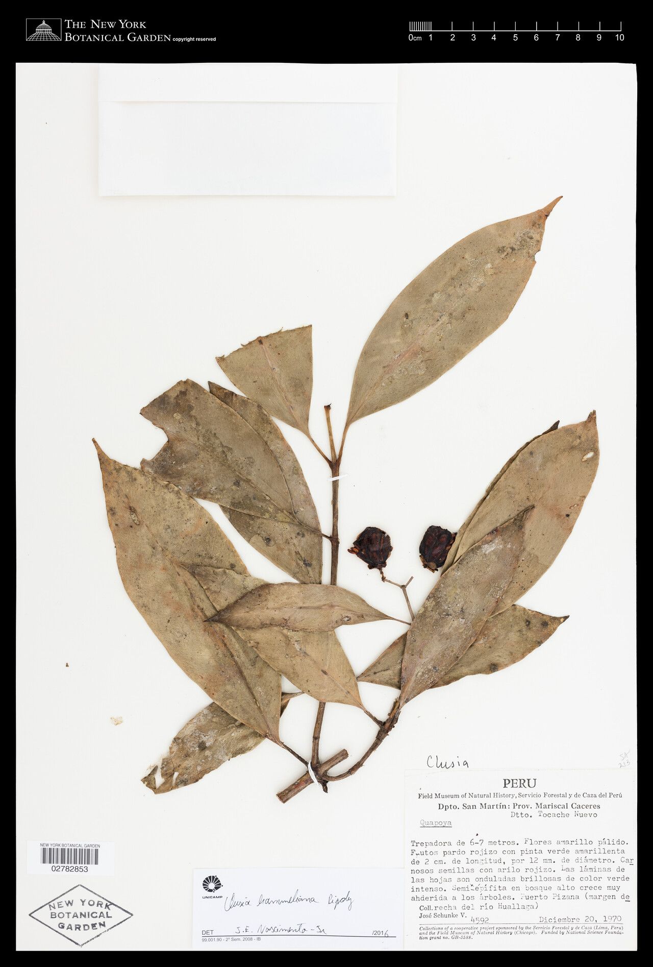 Clusia hammeliana fruit