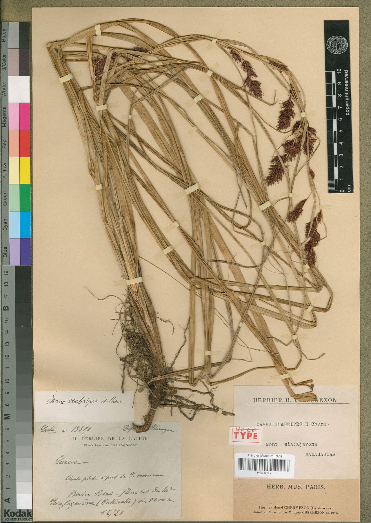 Carex scabripes — houseplant care guide