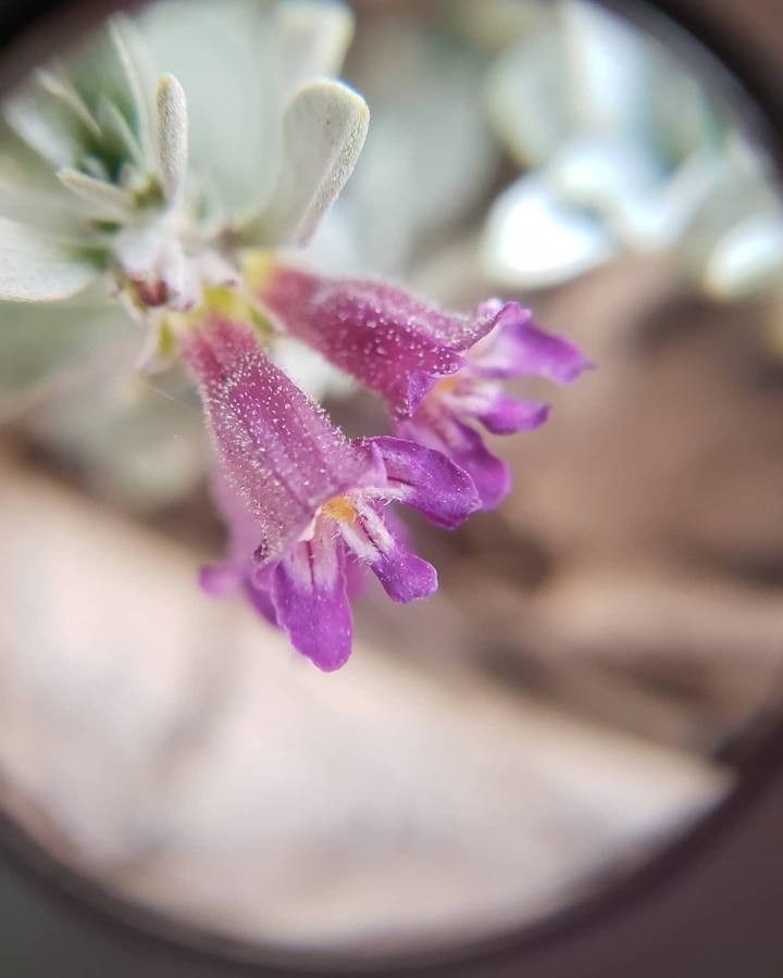 Penstemon concinnus — houseplant care guide