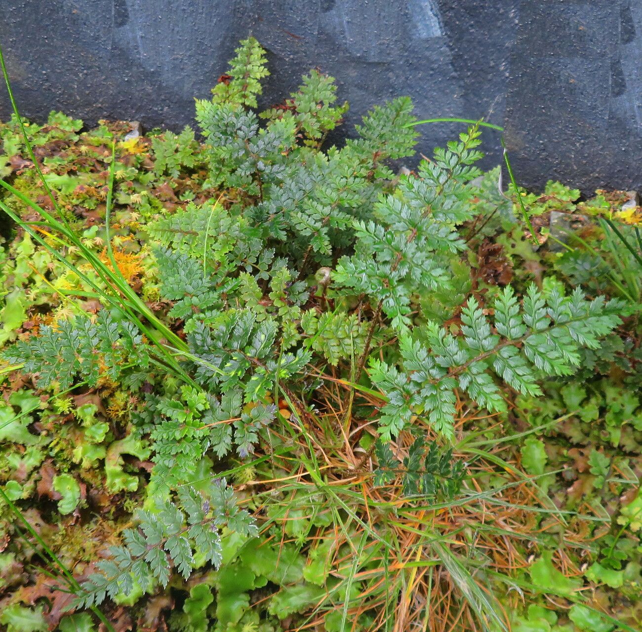 Lastreopsis hispida habit