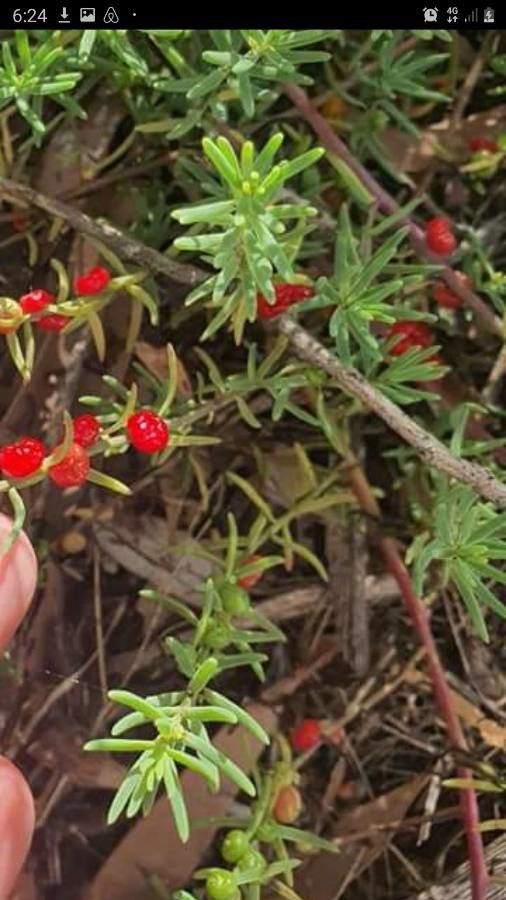 Enchylaena tomentosa fruit