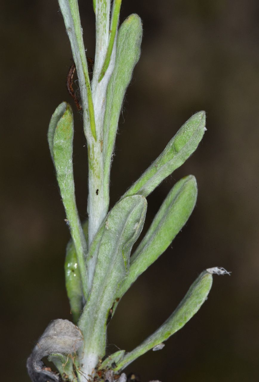 Gnaphalium palustre — search result for 'western Canada'