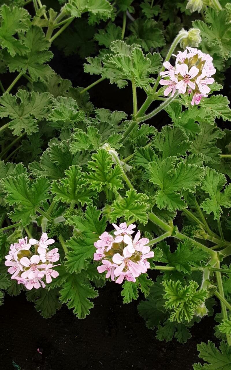 Pelargonium × asperum flower