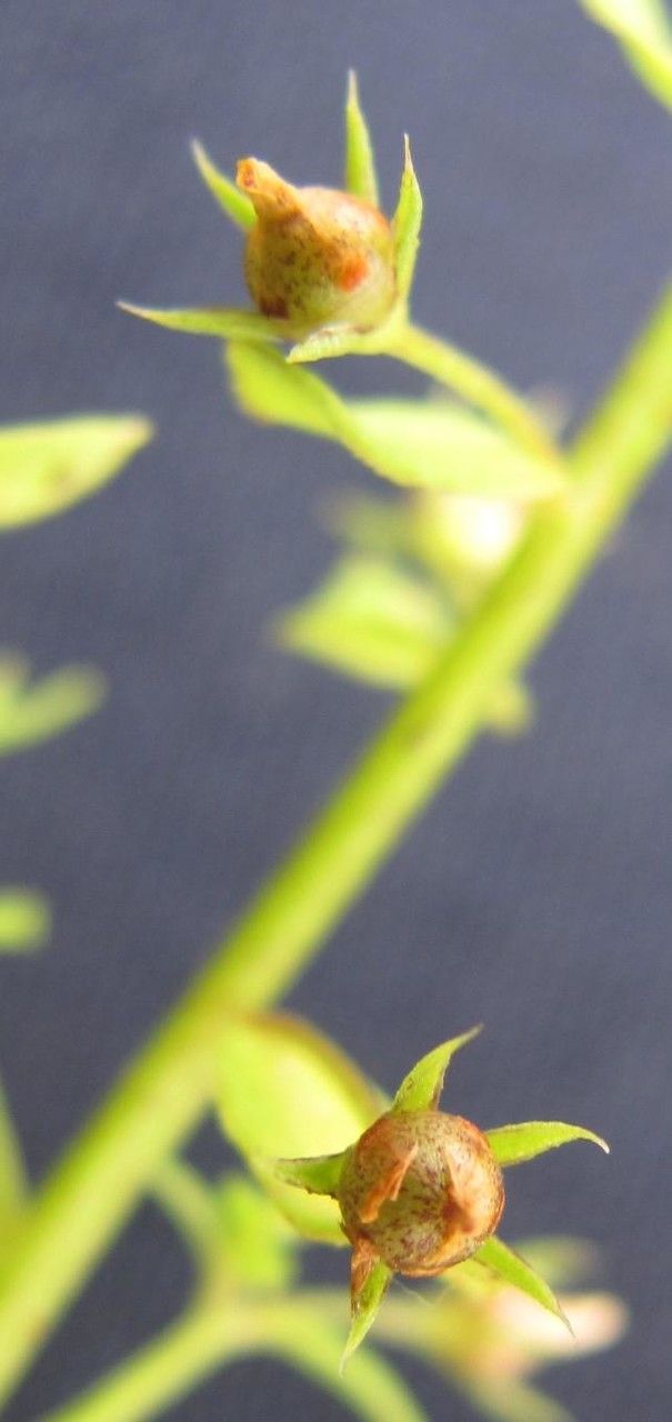 Lysimachia ovalis fruit