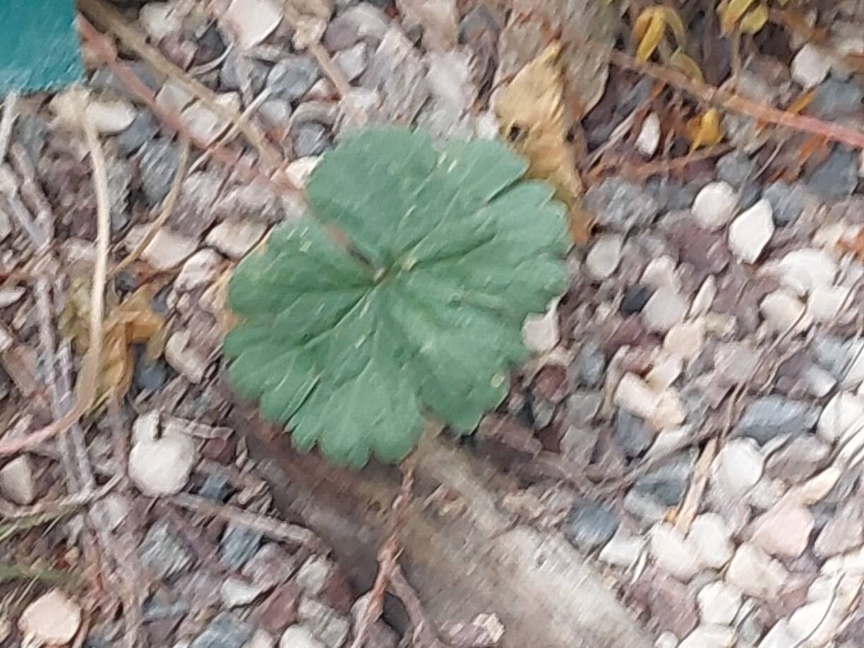 Pelargonium karooicum leaf
