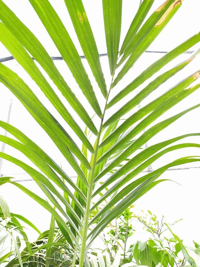 Kentiopsis pyriformis leaf