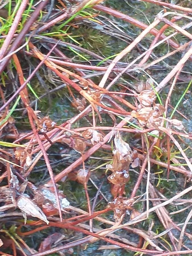 Juncus bulbosus flower