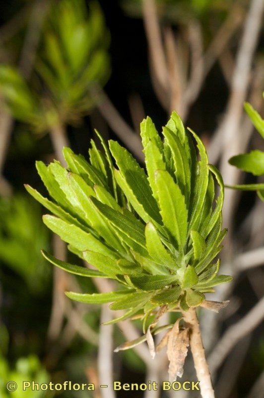 Allagopappus dichotomus — related species from the same genus