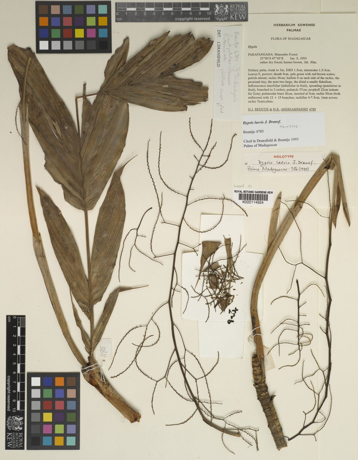 Dypsis laevis — search result for 'Dypsis'