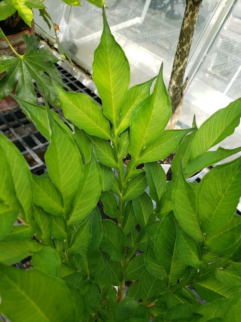 Amorphophallus konjac — fragrant plants houseplant