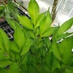 Amorphophallus konjac