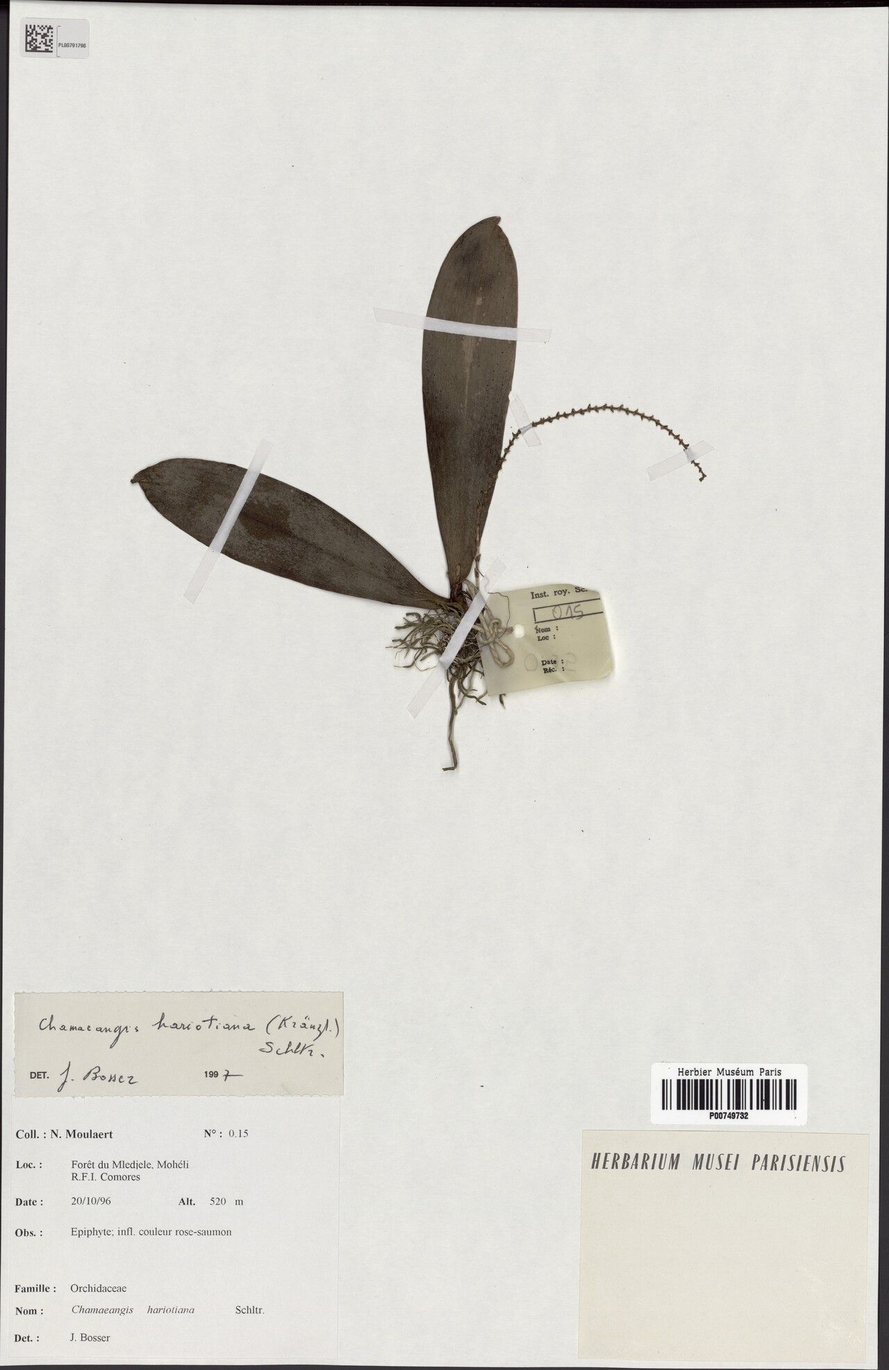 Aerangis hildebrandtii — search result for 'Aerangis'