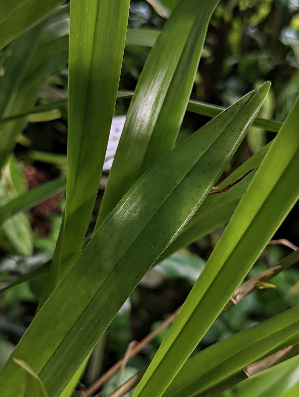 Oncidium sphacelatum leaf