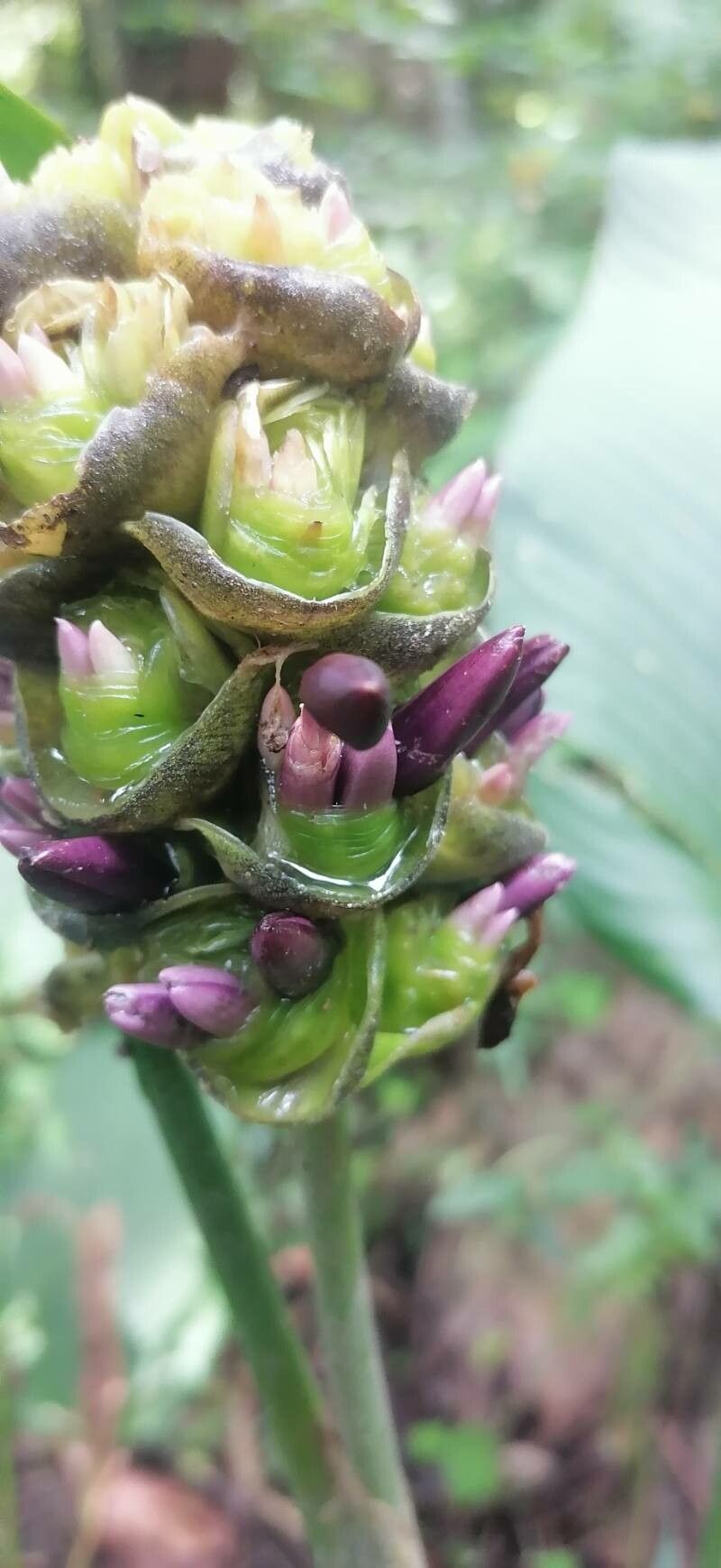 Tradescantia zanonia flower