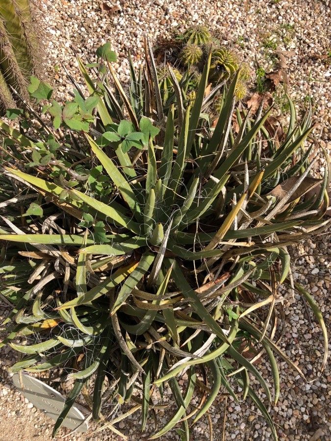 Agave toumeyana habit