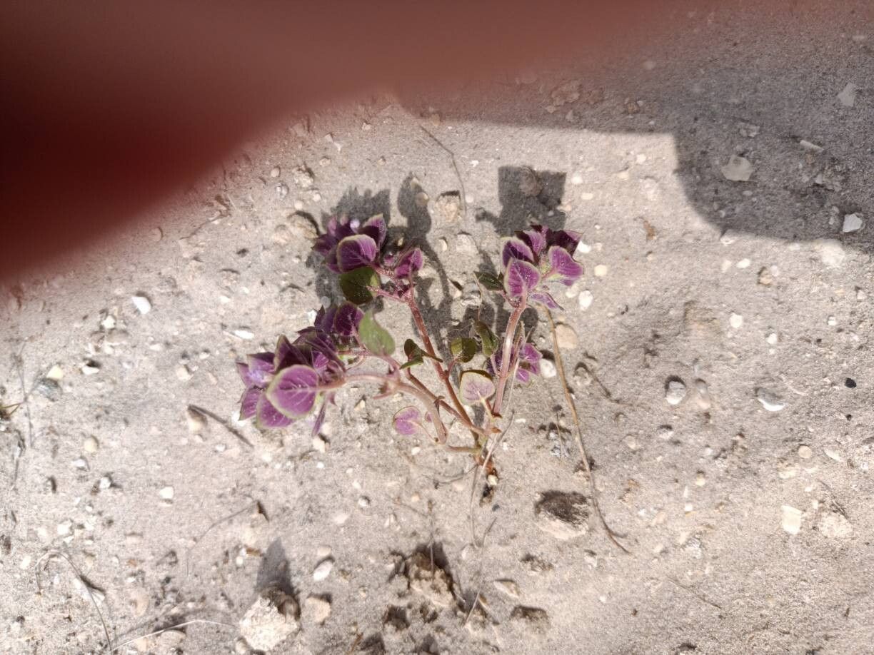 Clinopodium graveolens — search result for 'Clinopodium'