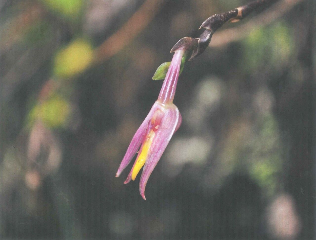 Bulbophyllum comptonii fruit