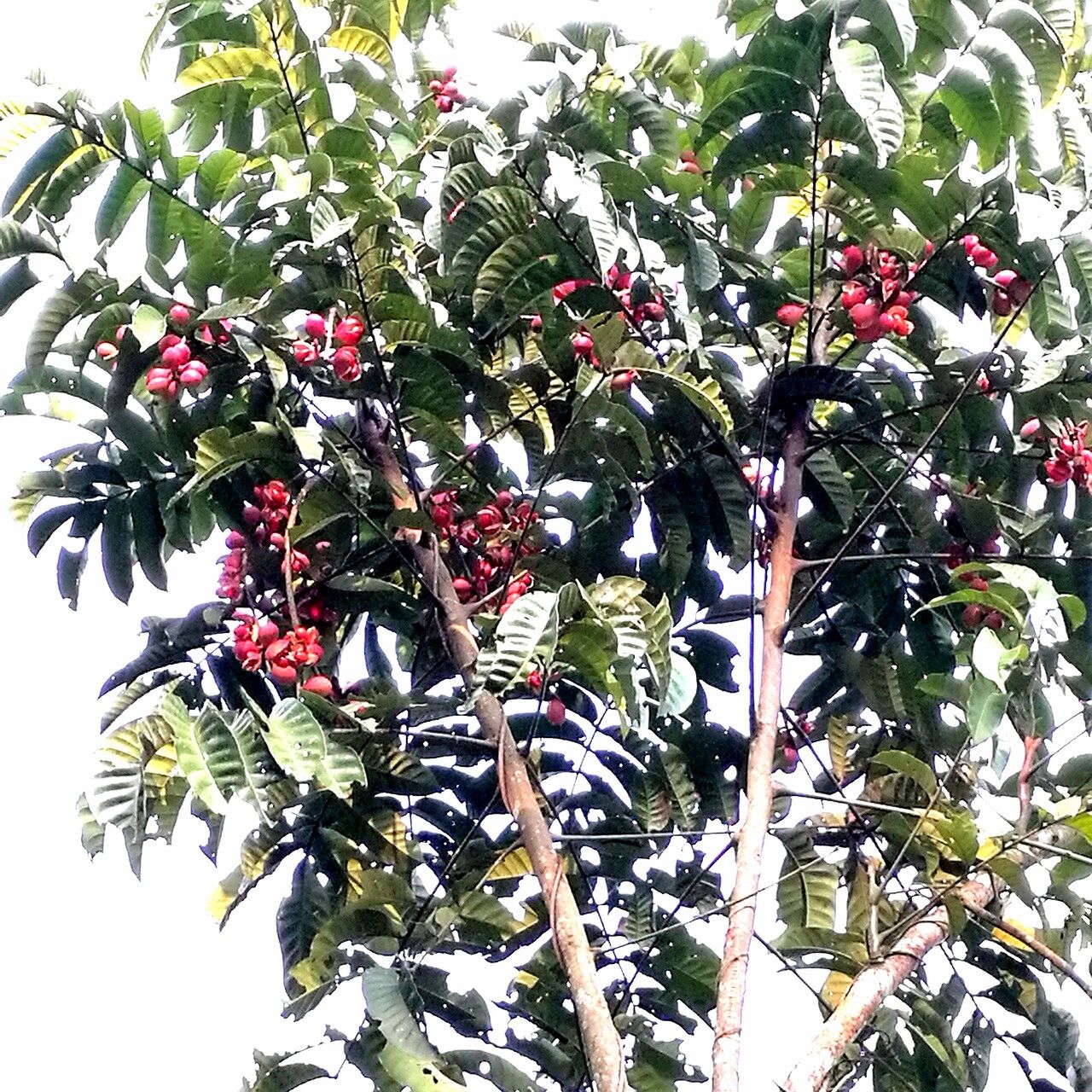Aphanamixis polystachya fruit
