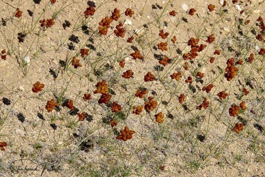 Carex physodes — houseplant care guide