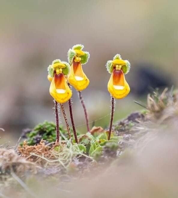 Calceolaria uniflora flower