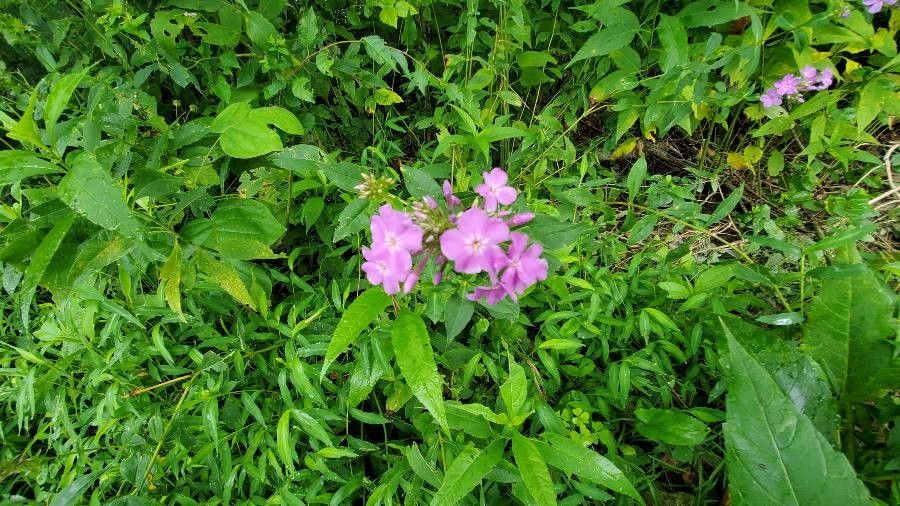 Phlox carolina flower
