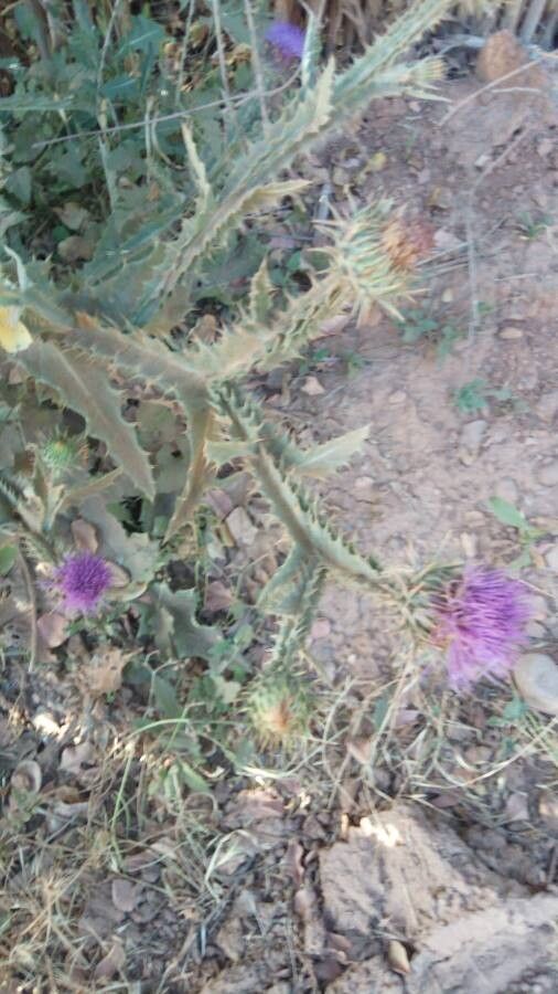 Onopordum arenarium — related species from the same genus