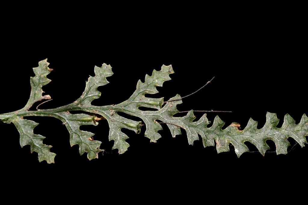 Trichomanes vieillardii habit