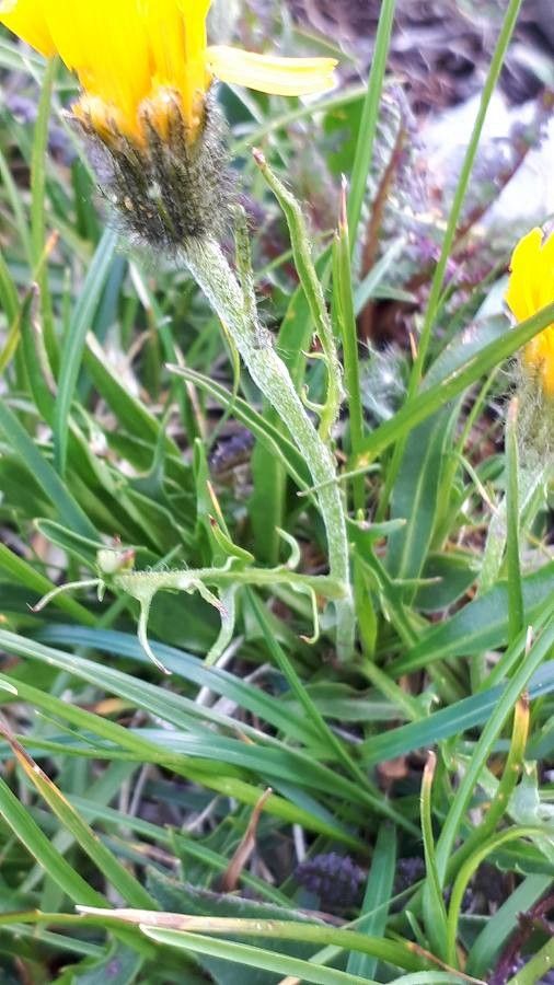 Crepis jacquinii — houseplant care guide