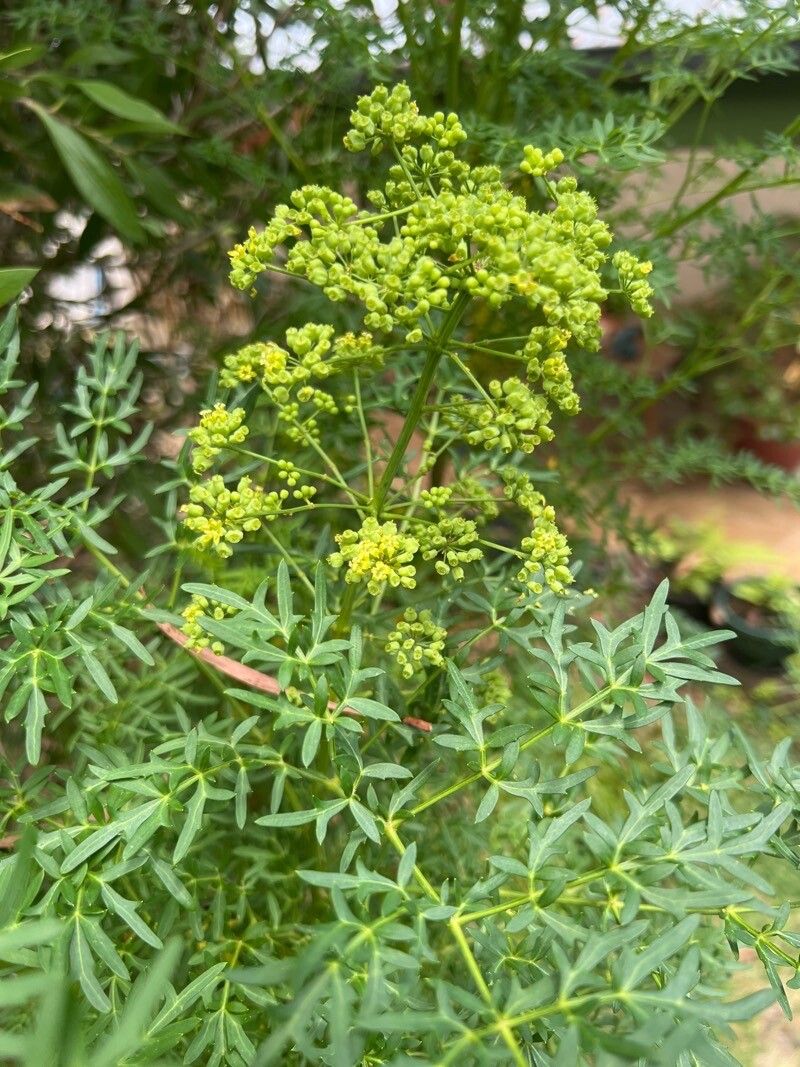 Lomatium dissectum flower