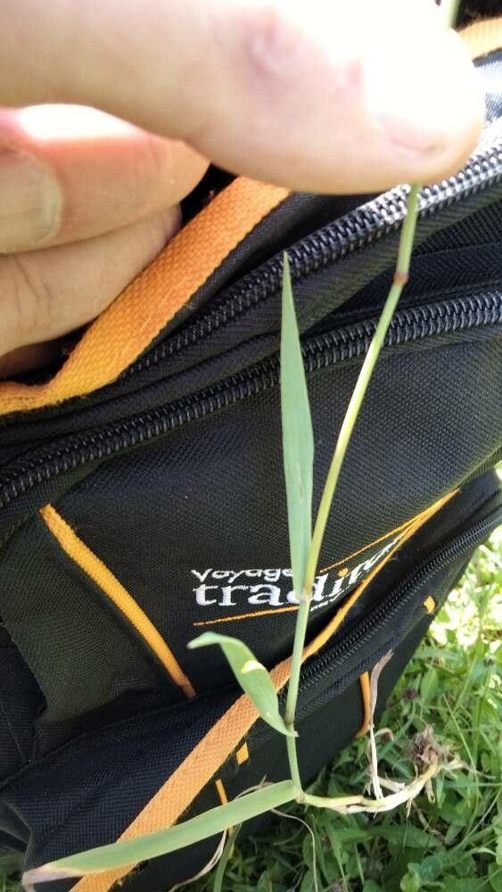 Phleum hirsutum — search result for 'Phleum'