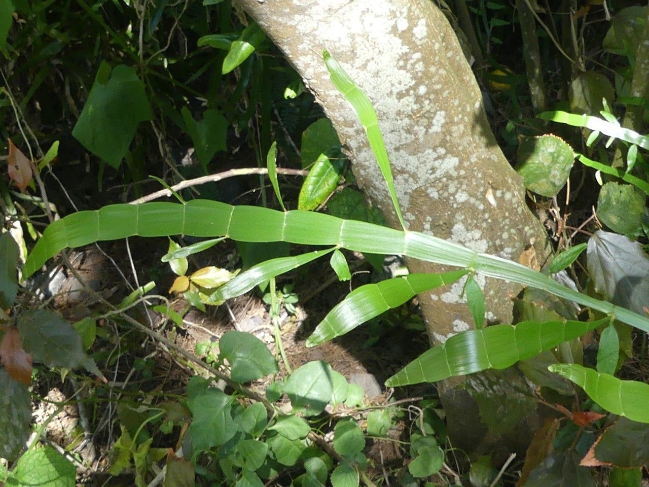 Homalocladium platycladum — search result for 'Muehlenbeckia'