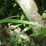 Homalocladium platycladum