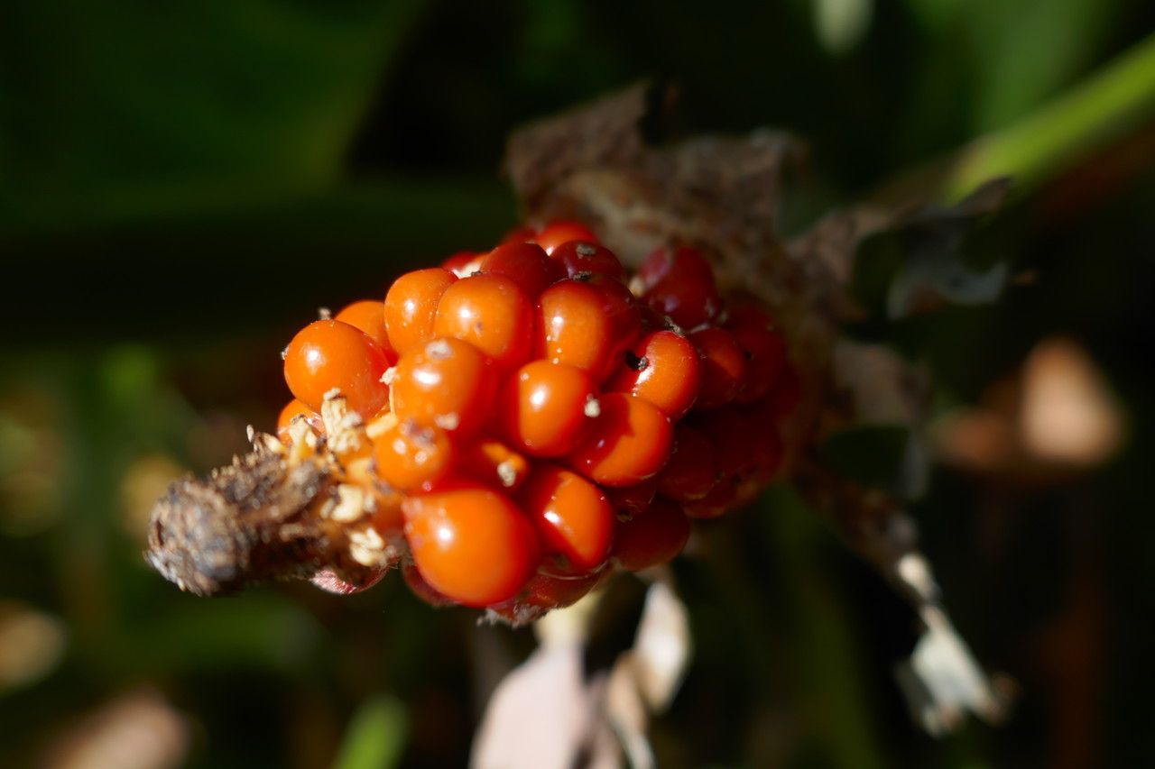 Alocasia gageana fruit
