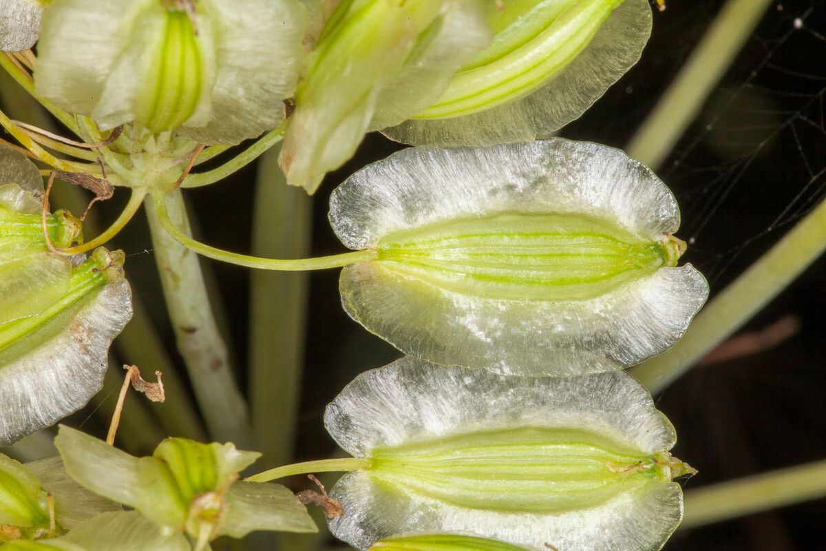 Thapsia garganica fruit