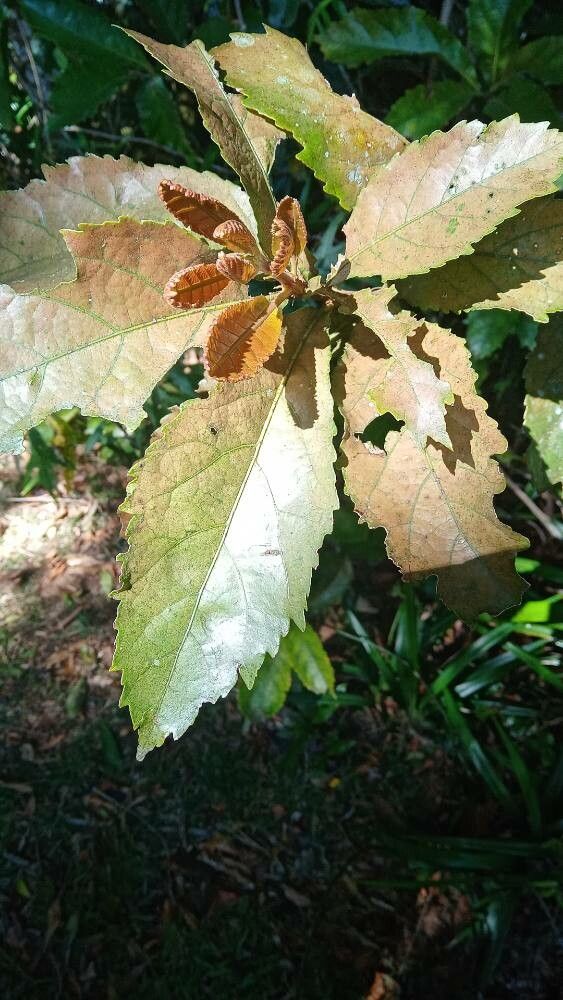 Sloanea australis — related species from the same genus