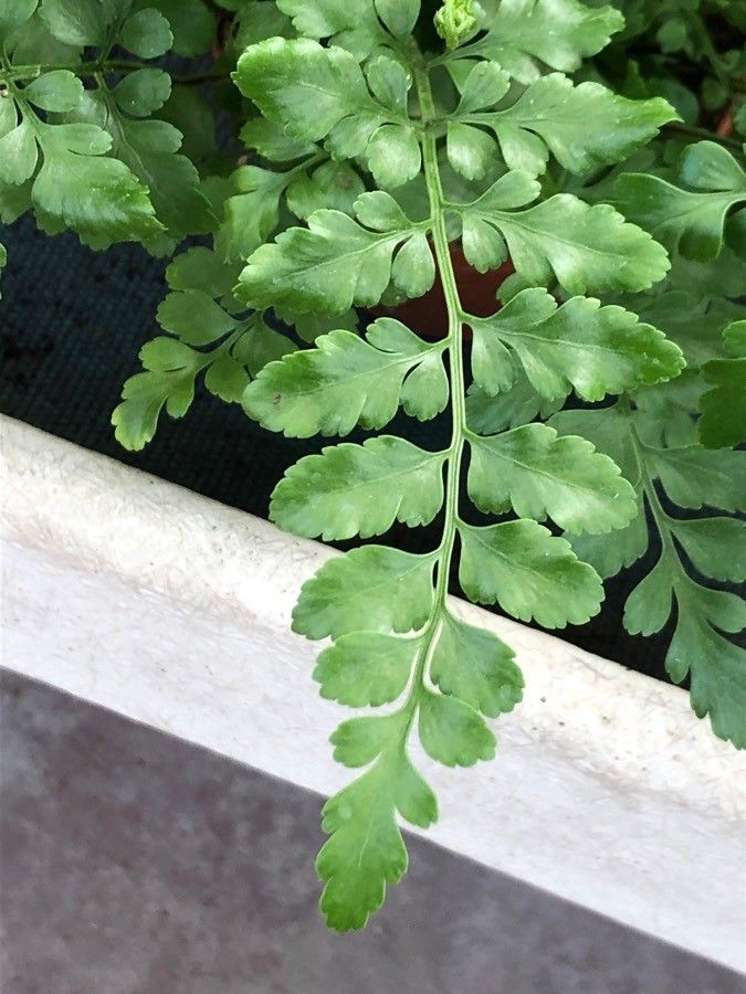 Asplenium trilobum — search result for 'Asplenium'