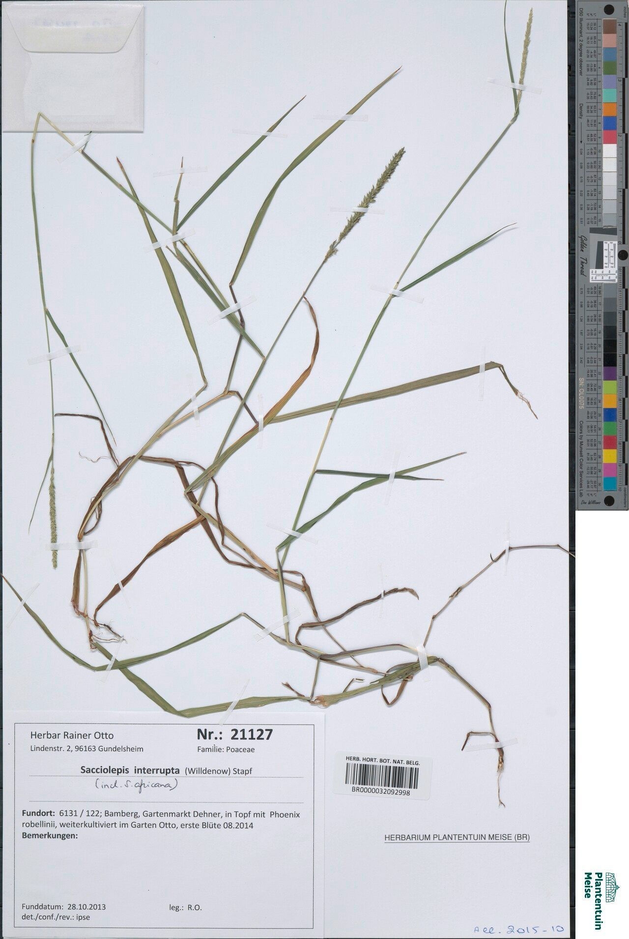 Sacciolepis interrupta — houseplant care guide