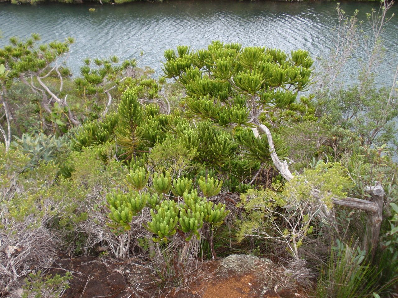 Callitris pancheri habit