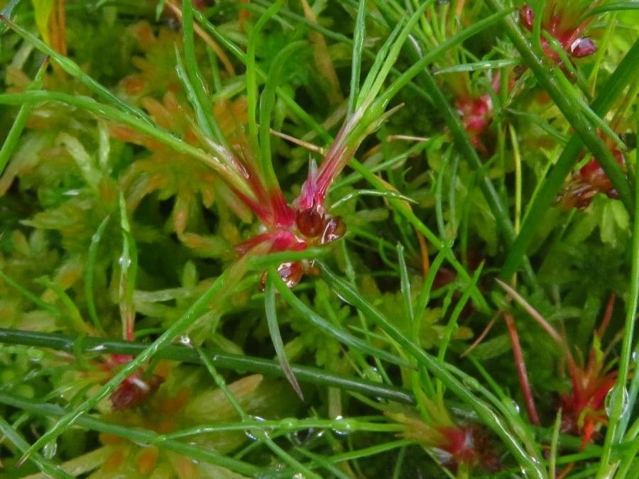 Juncus bulbosus leaf
