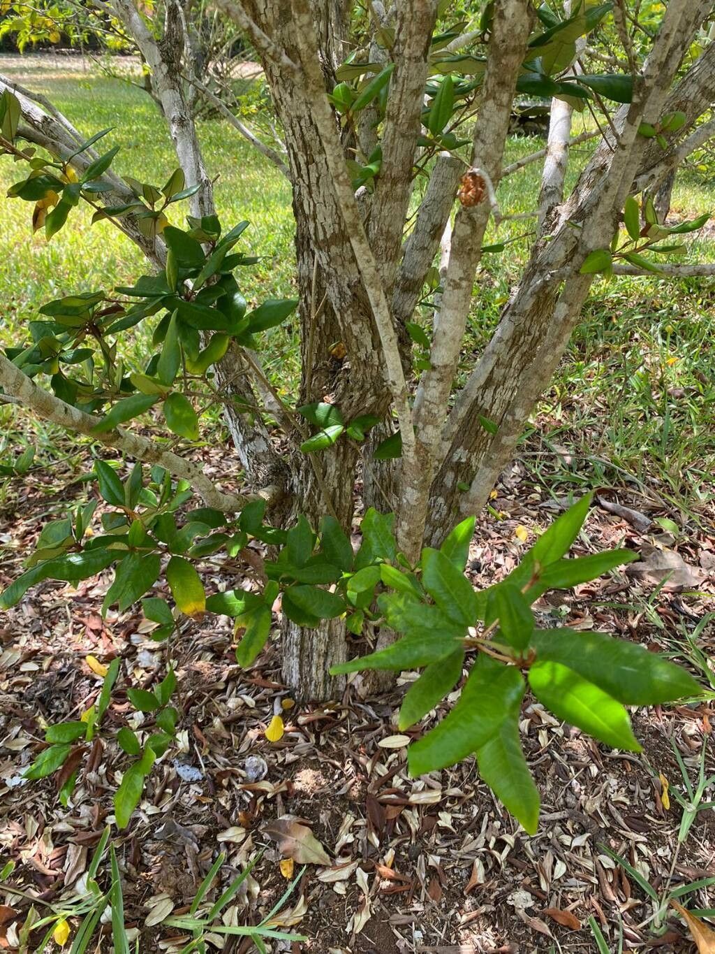 Croton pseudopulchellus bark